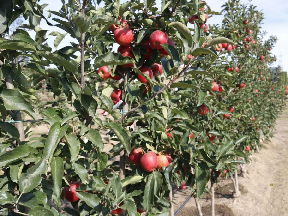 Un 12% més de Poma de Girona