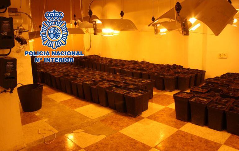 Plantación interior de marihuana intervenida en el distrito Norte de Granada