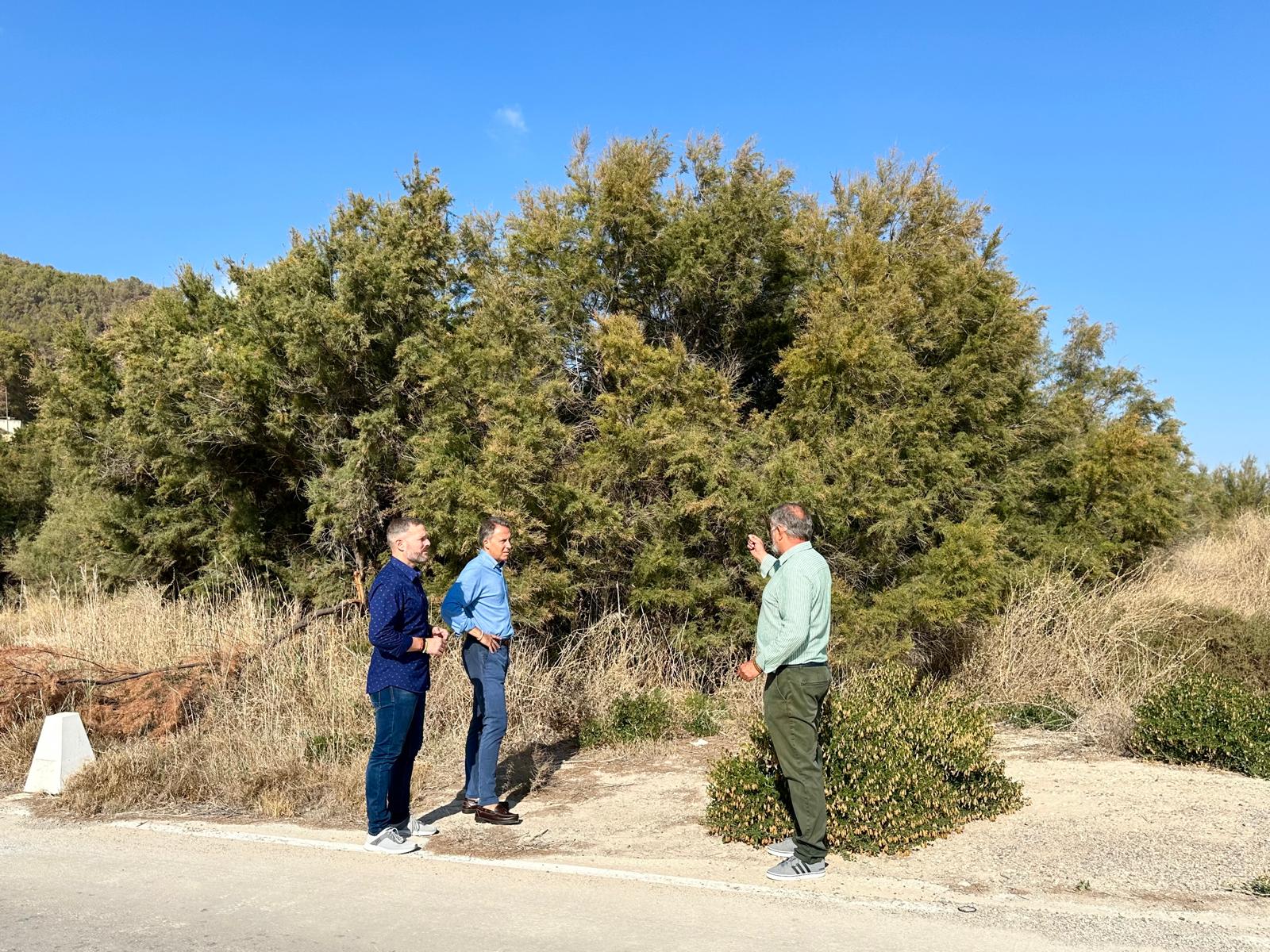 El Ayuntamiento de Lorca, ha calificado de &quot;irresponsable&quot; la decisión de la CHS de no limpiar la vegetación del cauce del Río Guadalentín