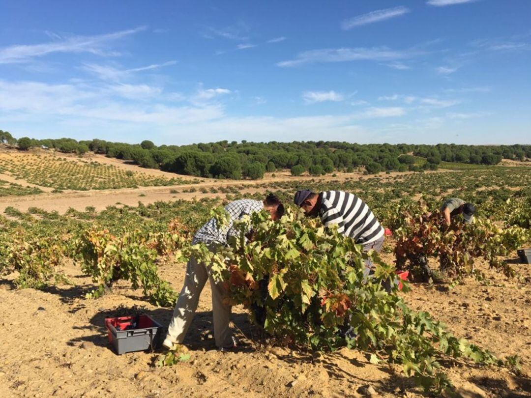 Dos trabajadores recogen uvas en Toro