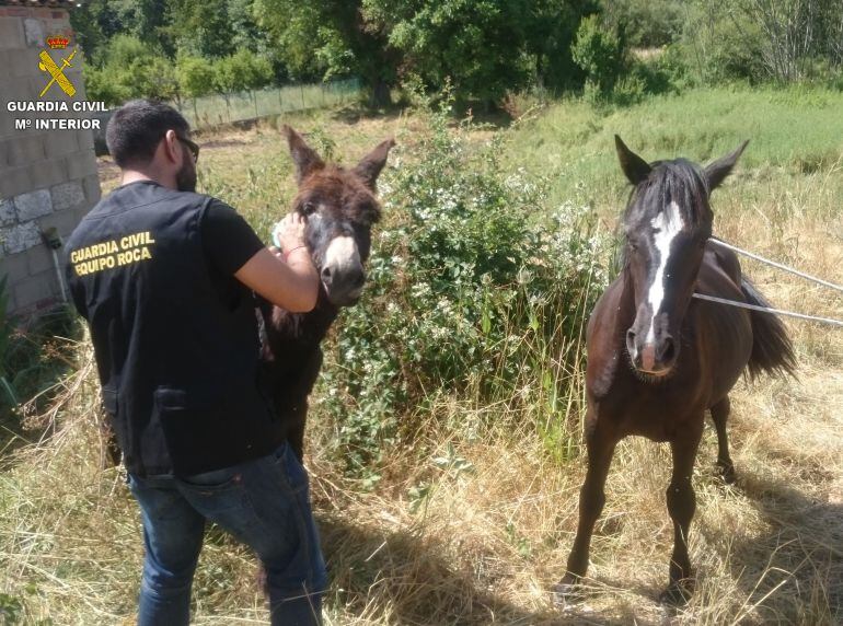 Los dos equinos han sido recuperados por la Guradia Civil