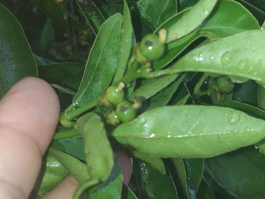 Planta afectada por una granizada