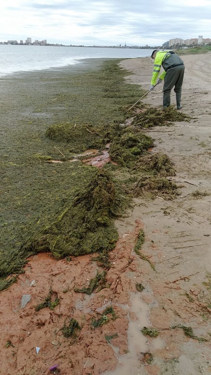 Trabajos de limpieza en playas tras el temporal en Cartagena