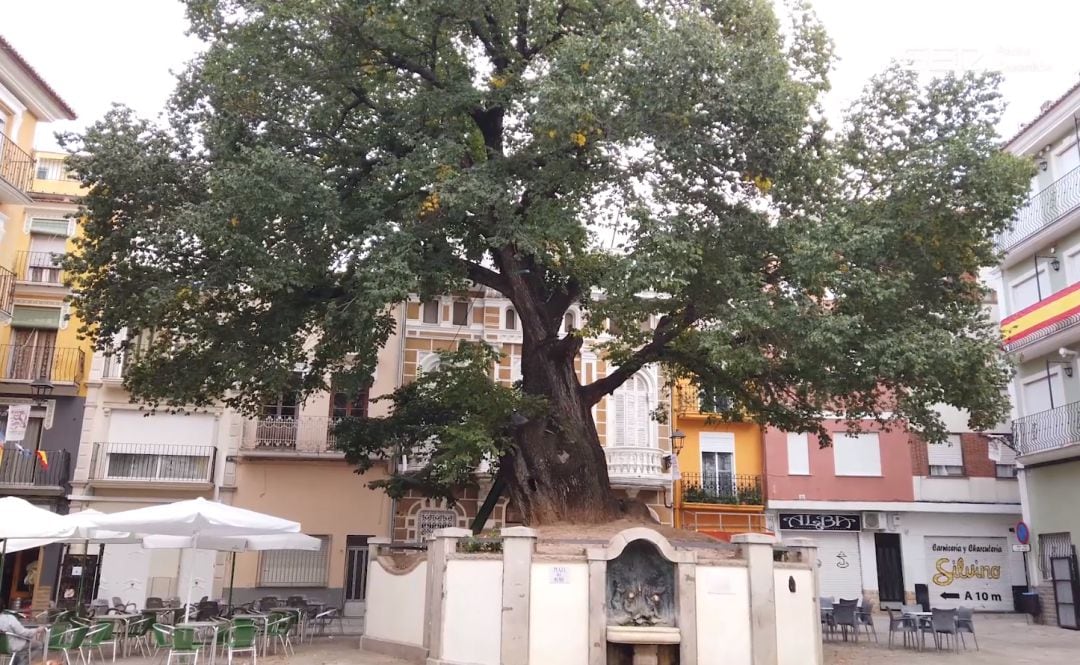 El Olmo de Navajas