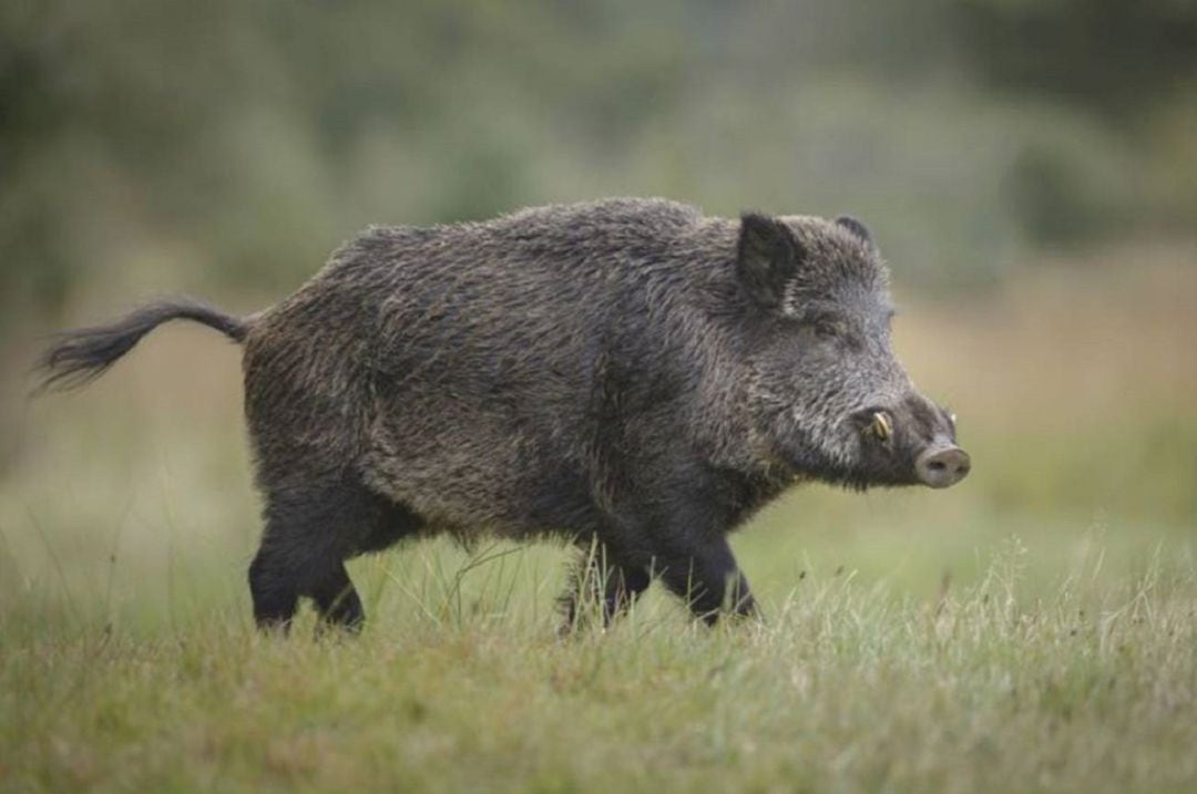 Este fin de semana cazadores de provincias vecinas han estado en Álava