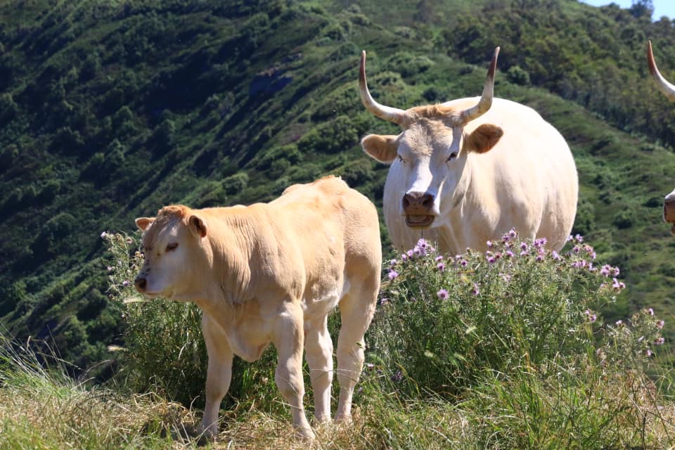 Una vaca Pirenaica y su ternero