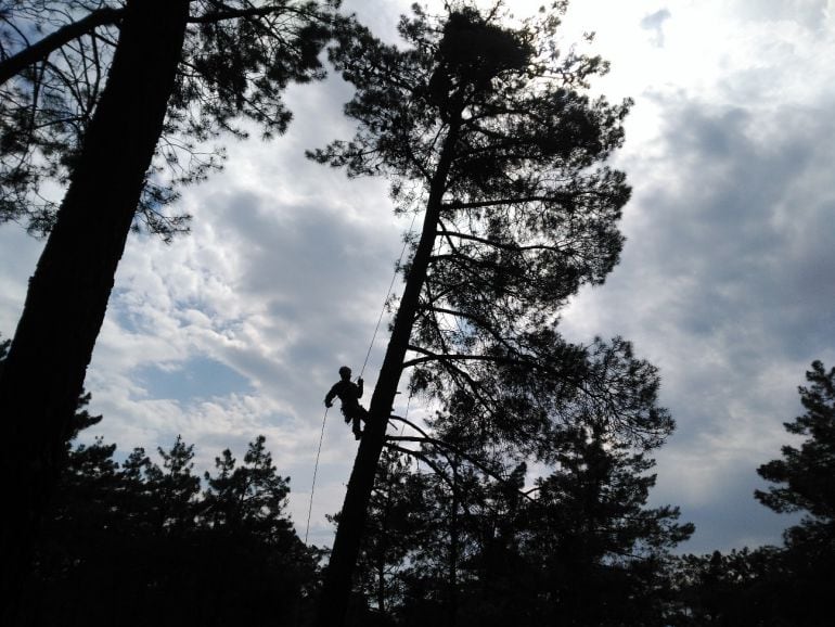 Agente medioambiental de la Junta sube a un pino a revisar un nido