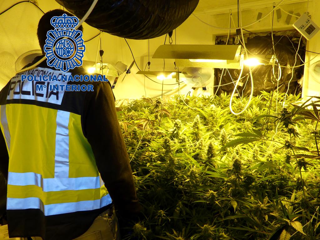 Imagen de archivo de una plantación indoor de marihuana