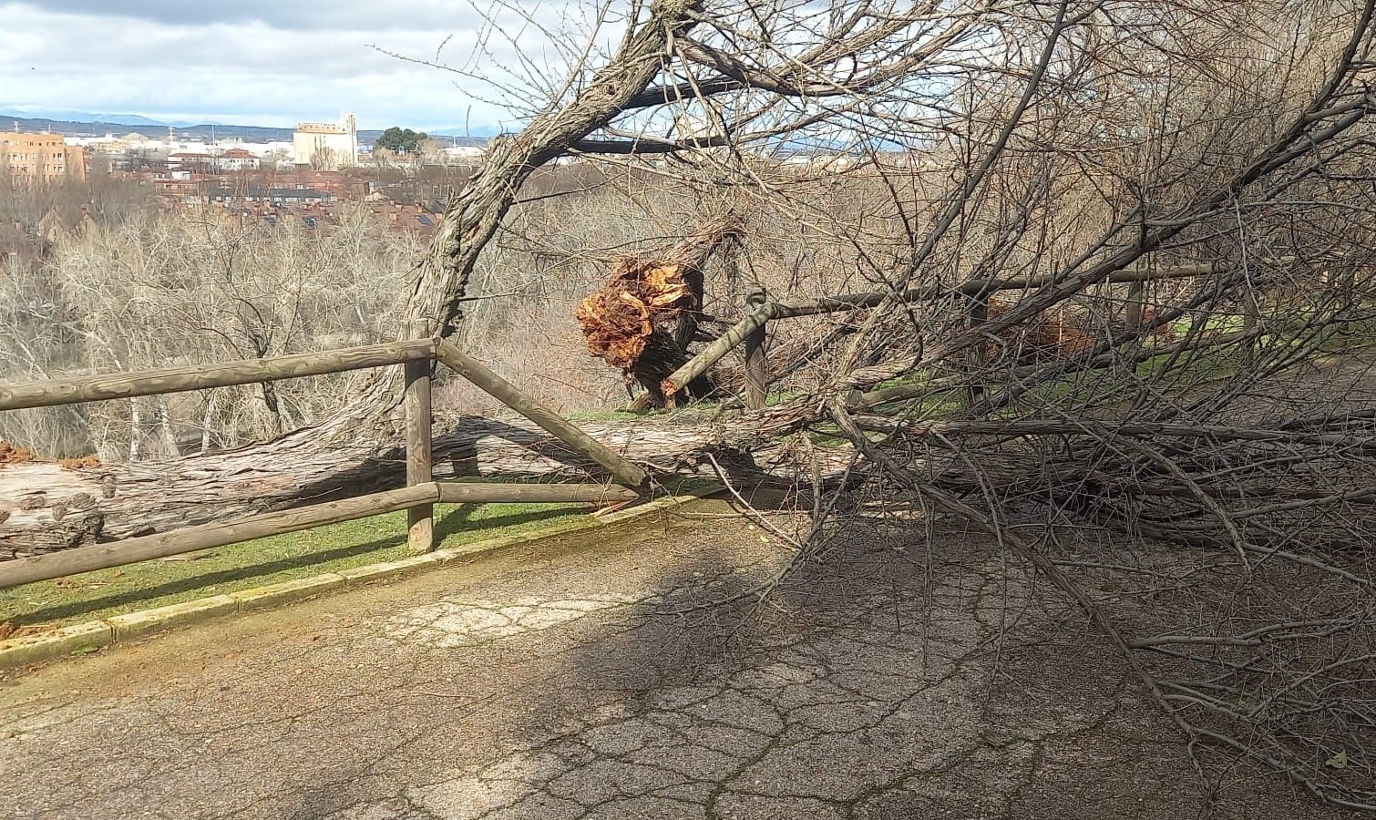 Árbol tronchado en el Zoo Municipal