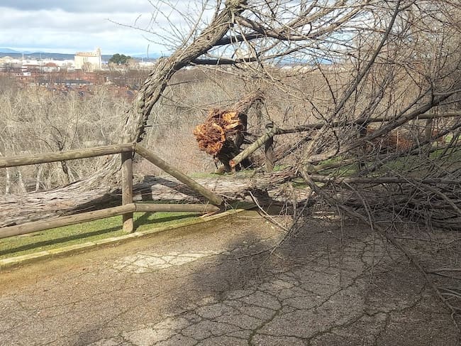 Árbol tronchado en el Zoo Municipal