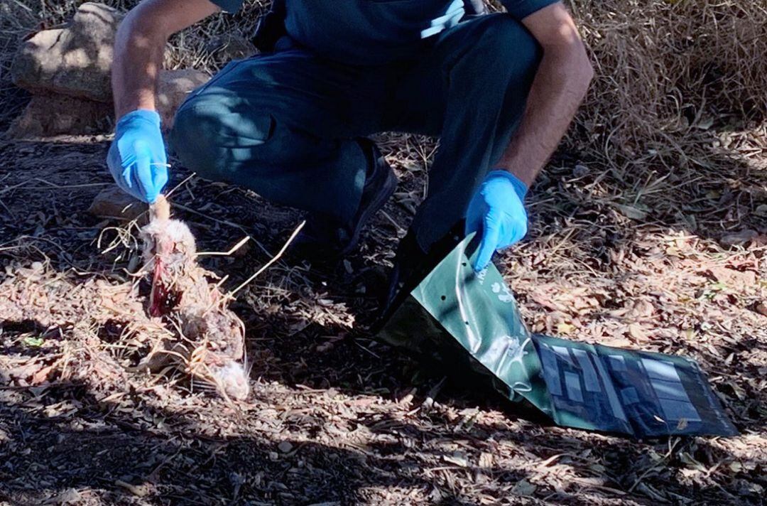 Foto de archivo.-Guardia Civil investiga a cuatro personas por utilizar medios de caza no selectivos.