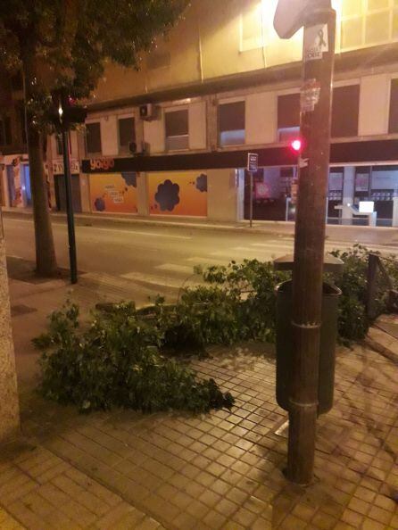 árbol caído en la acera