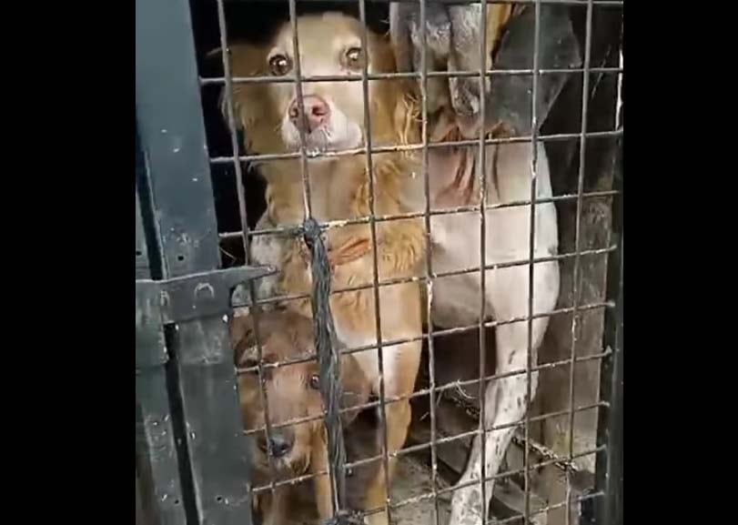 Perros rescatados en Huellas Puertollano