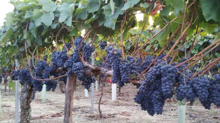 2018: una vendimia más que atípica (25/09/2018)