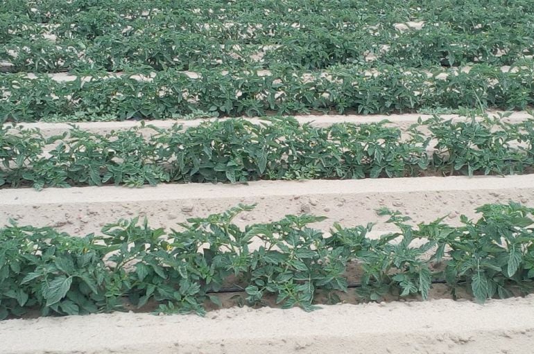 Plantaciones de tomates en las Vegas del Guadina