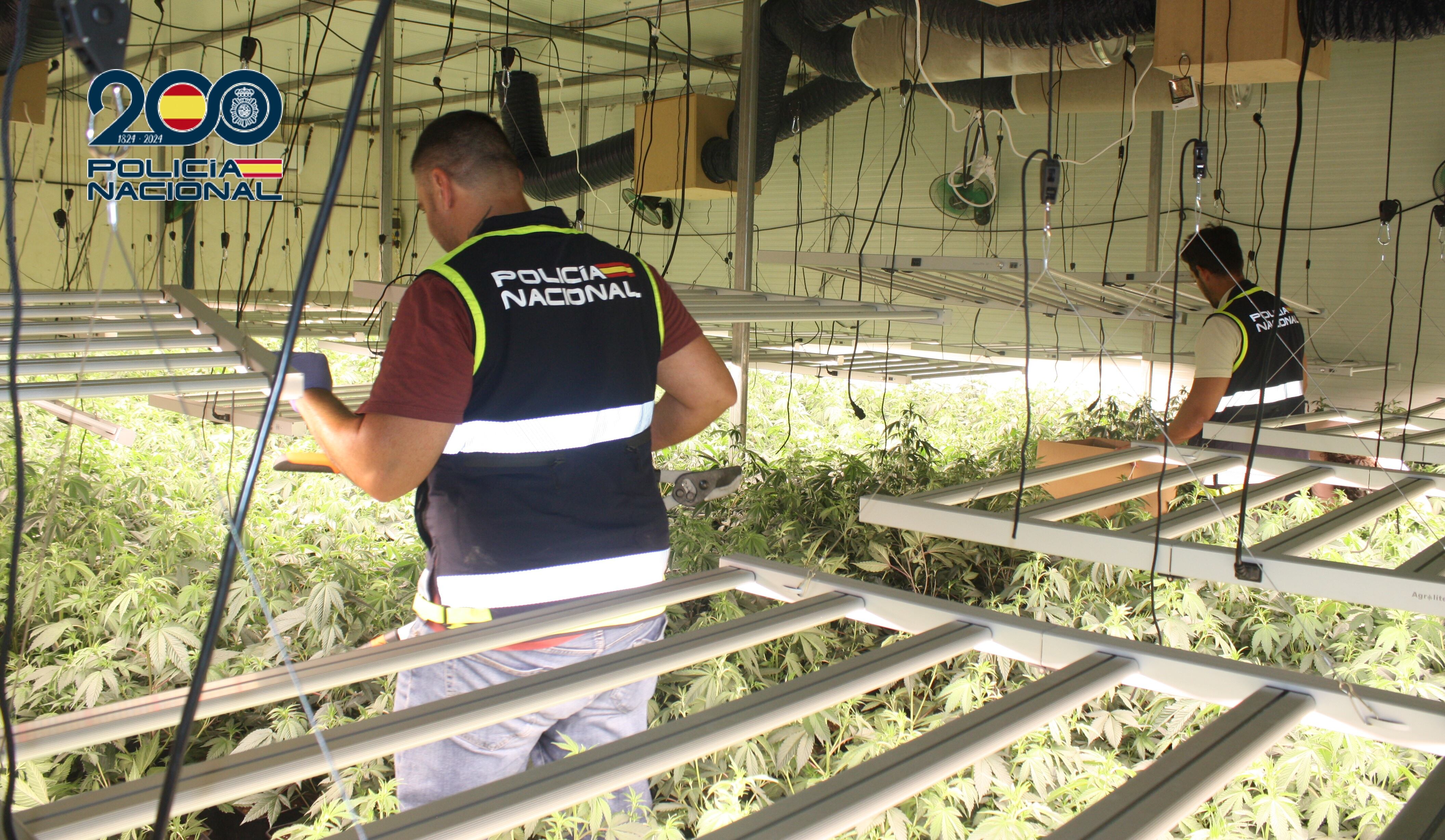 La Policía Nacional interviene casi 4.400 plantas de marihuana en tres naves industriales