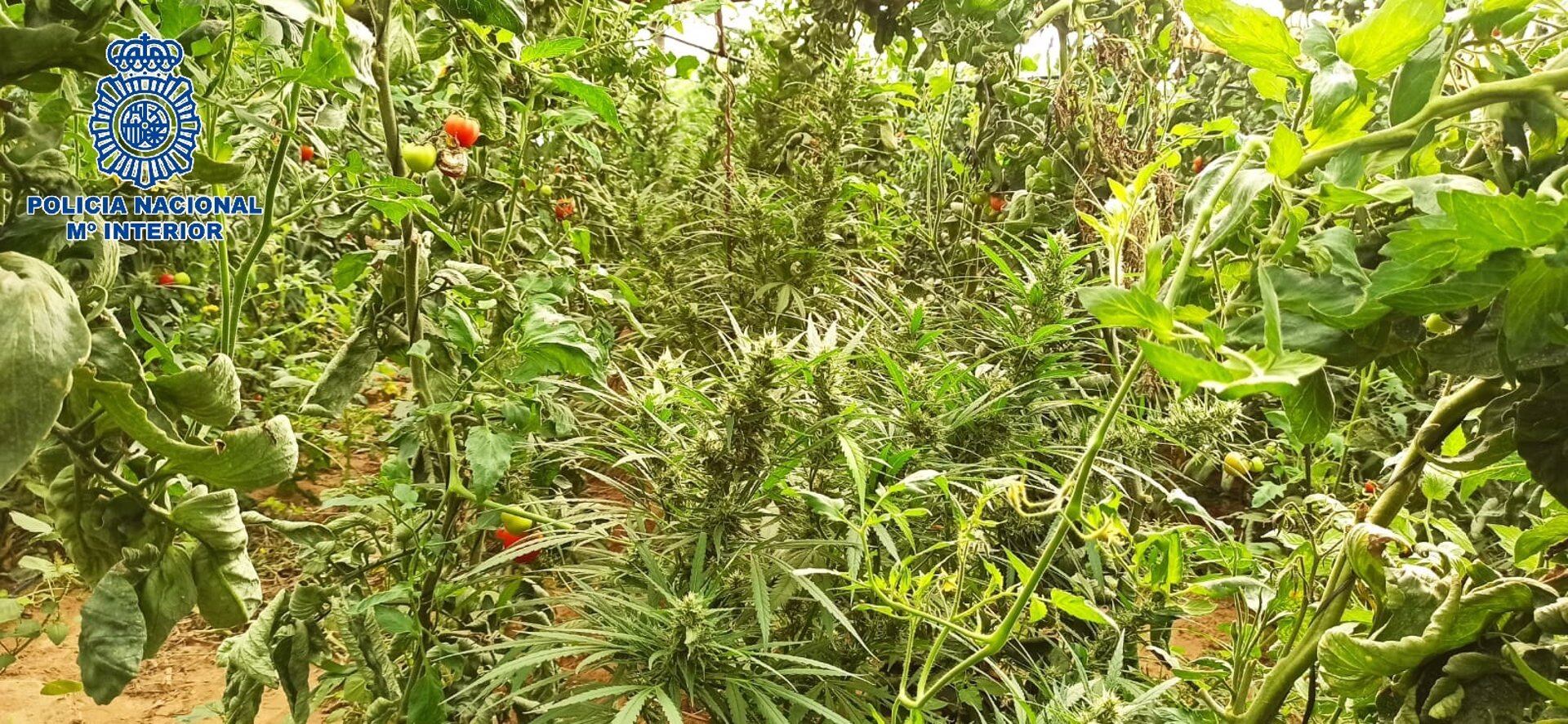 La droga estaba oculta entre plantaciones de tomates y pimientos