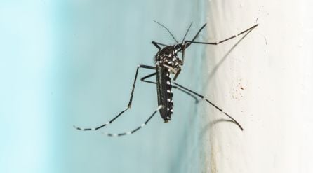 El mosquito tigre es un potencial transmisor (vector) de más de 22 enfermedades infecciosas, algunas víricas como el dengue o el chikungunya.