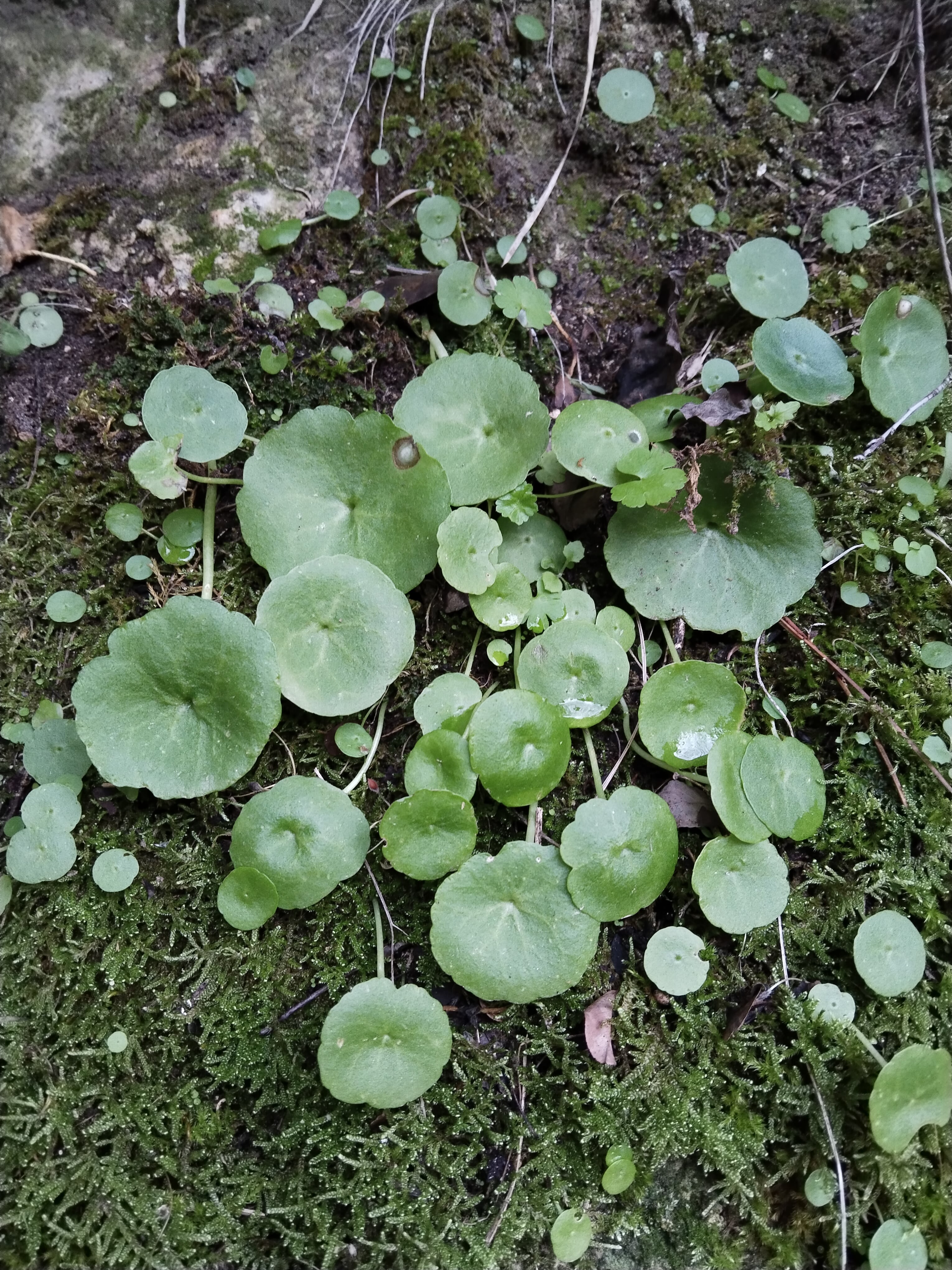 Ombligo de venus (Umbilicus rupestris).