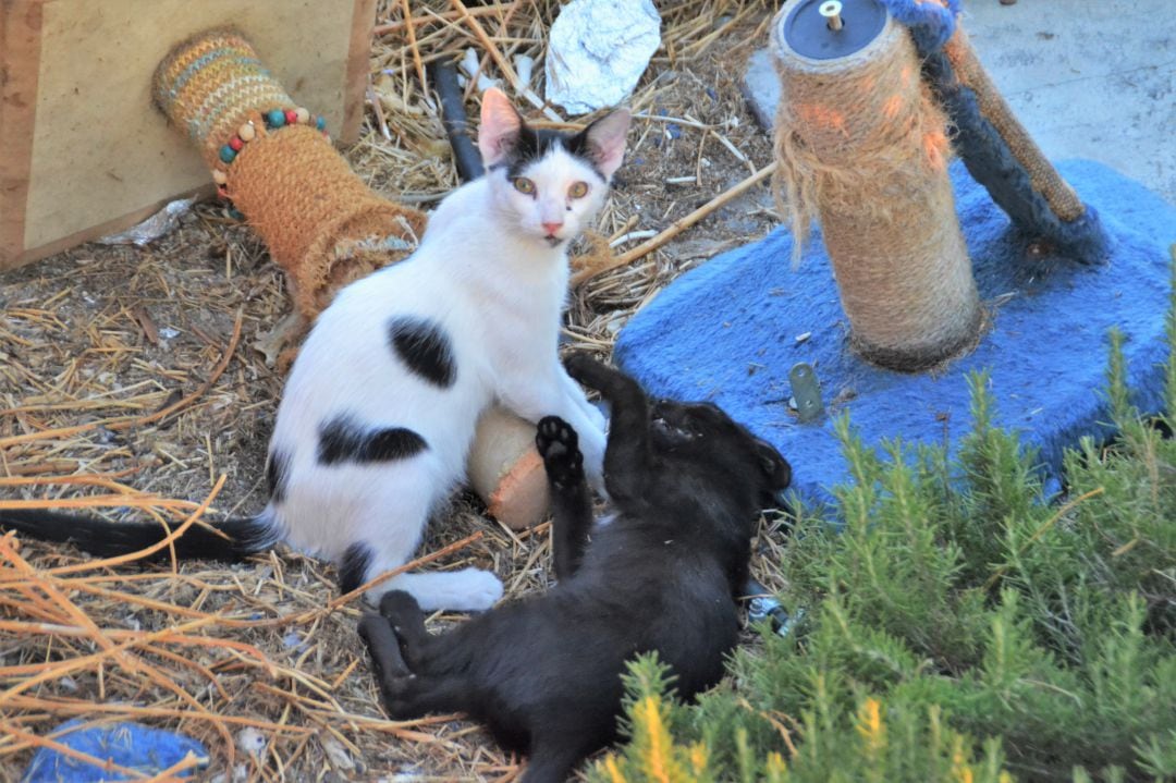 En la ciudad hay alrededor de 2.000 gatos callejeros.