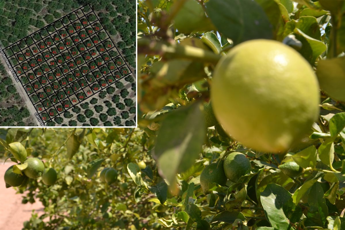 En un recuadro, conteo de limoneros realizado por el sistema de visión artificial. En la foto, tomada este mes, limones en diferente grado de desarrollo.