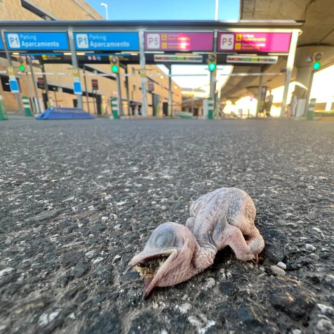 Un cría de vencejo, sobre el asfalto, en el Aeropuerto de Sevilla (SOS VENCEJOS).