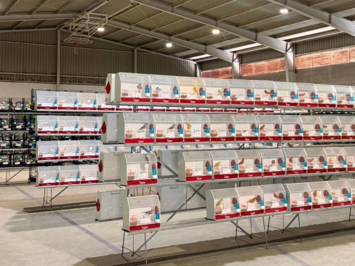 El pabellón de Los Cortijillos alberga la XIV muestra de aves del concurso ornitológico