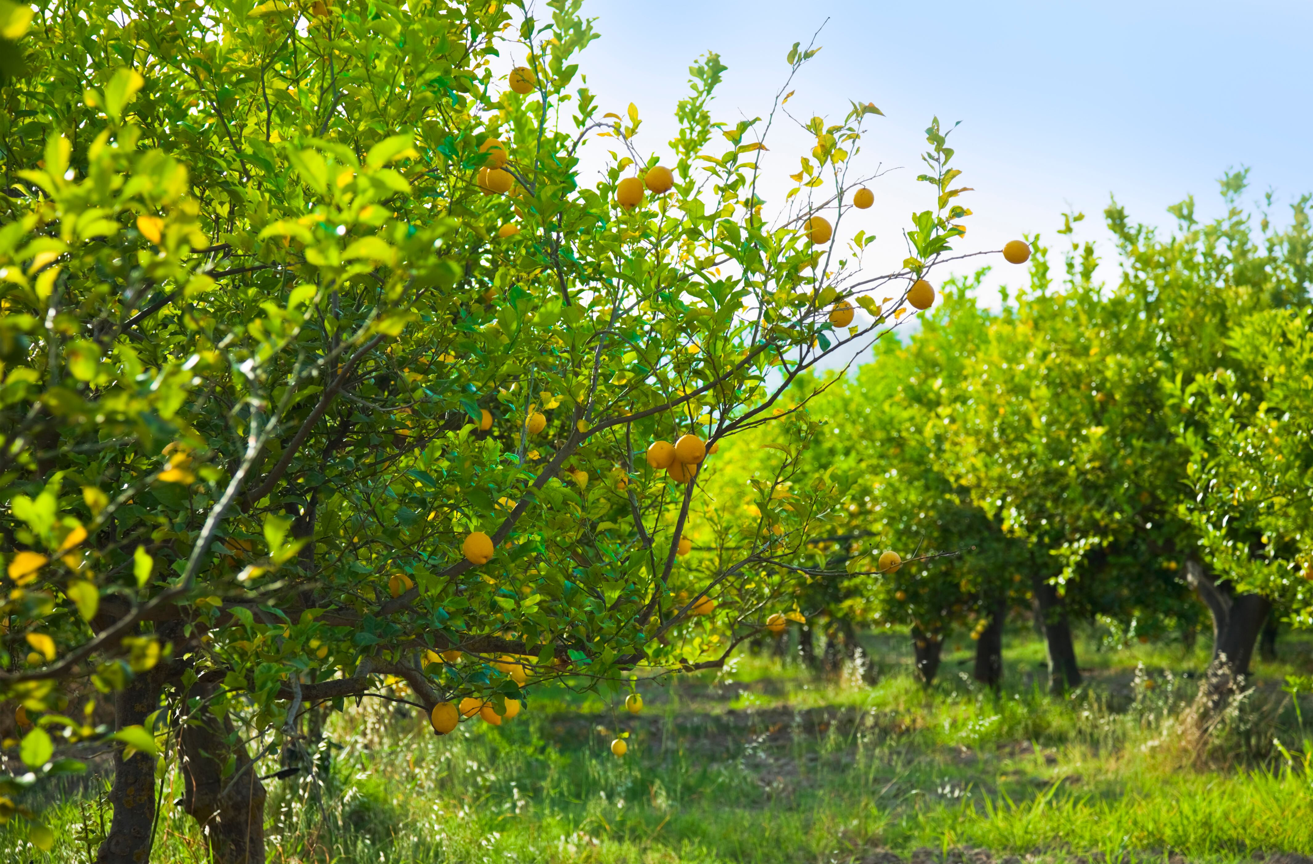 Limoneros