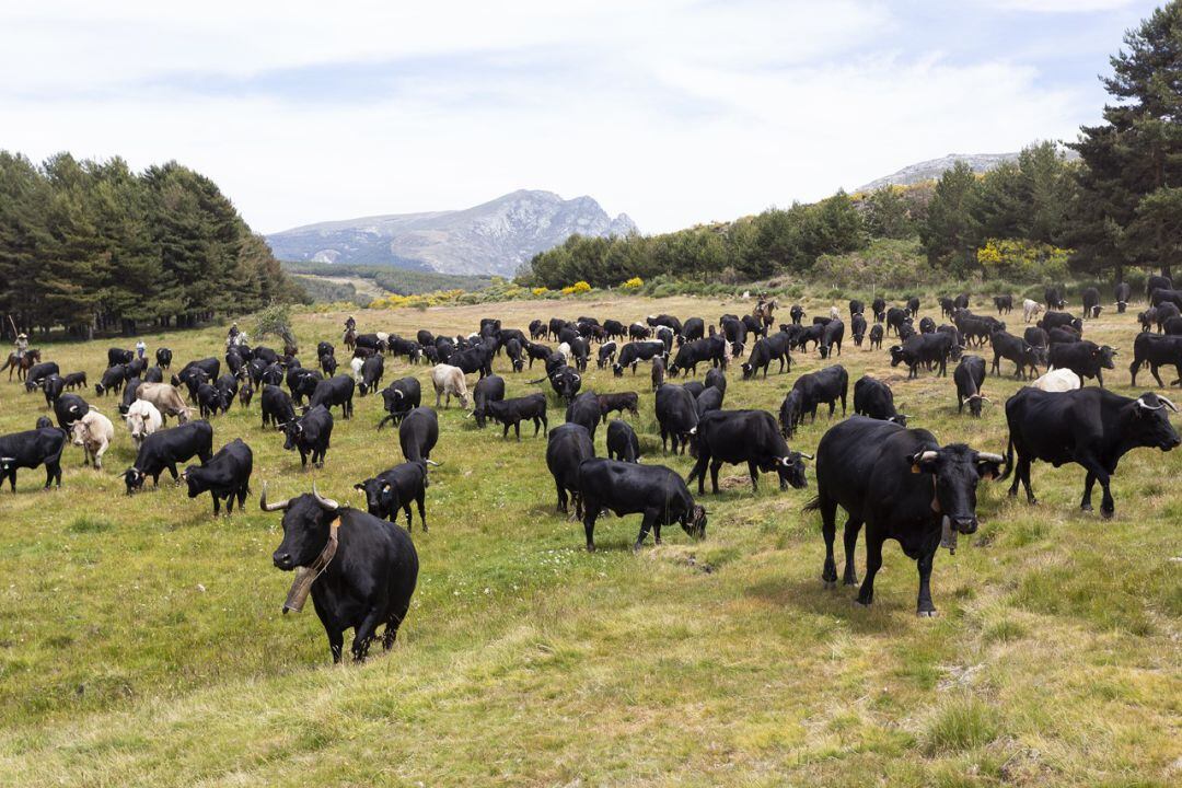 Vacas avileñas realizando la trashumancia en las proximidades del Puerto del Pico