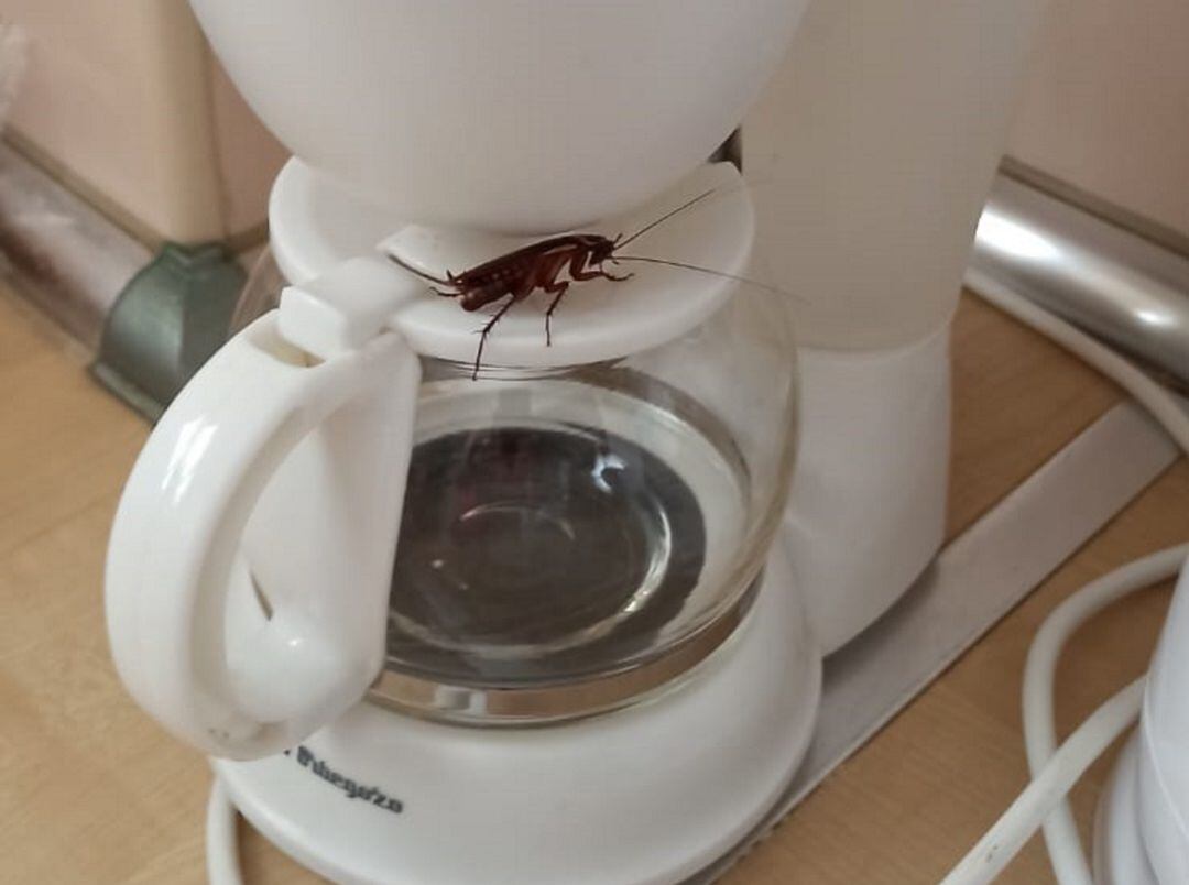 Una panerola a la cafetera de l&#039;apartament