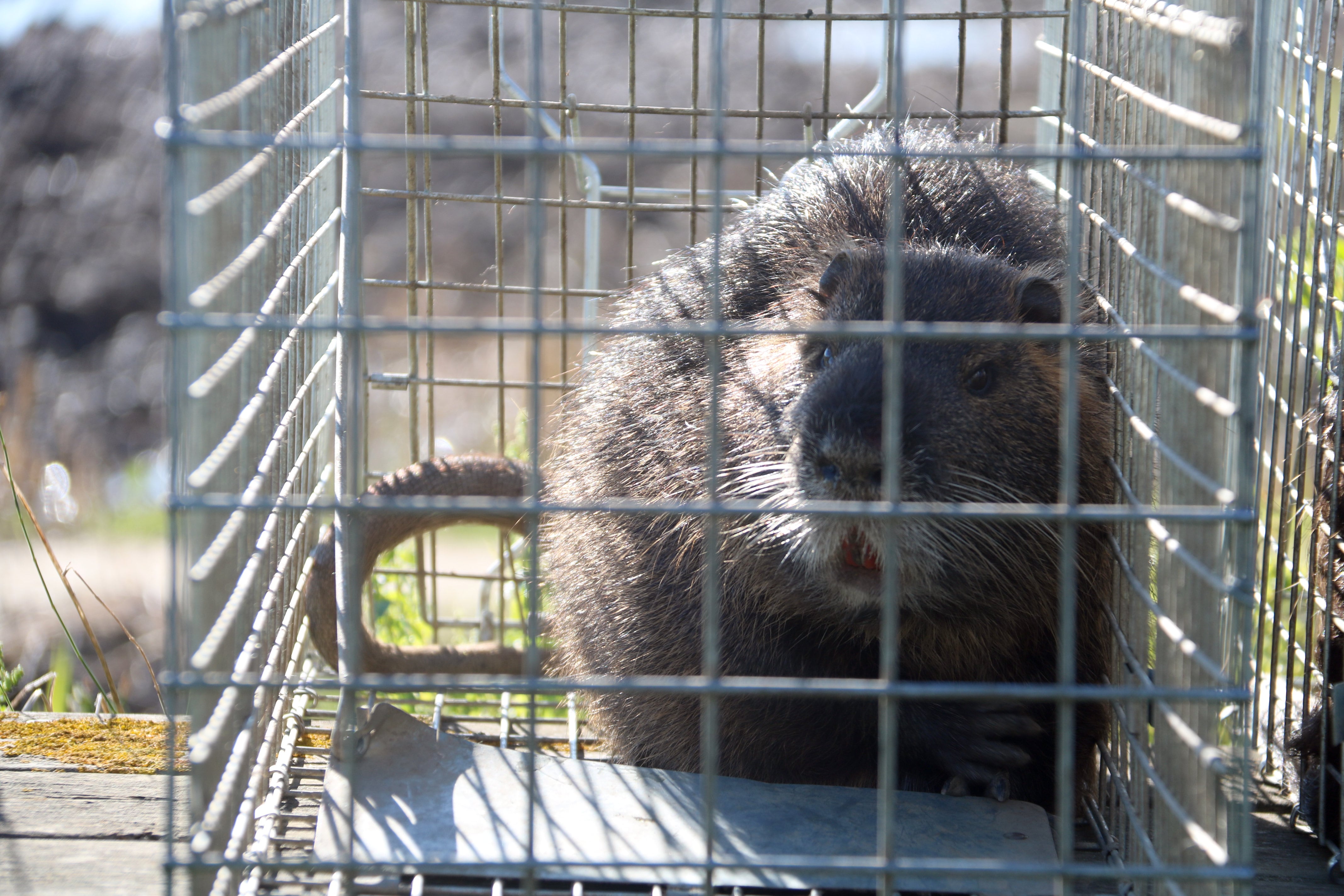 Un coipú en una gàbia