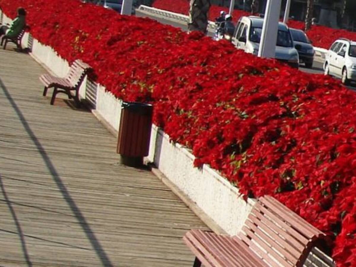 La flor de Pascua tiñe de rojo el Puente de las Flores