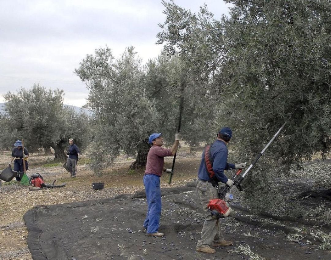 Los trabajadores del campo salen especialmente perjudicados con lasnuevas cuotas a la Seguridad Social