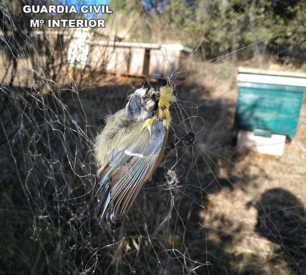 Pájaro atrapado en una red japonesa