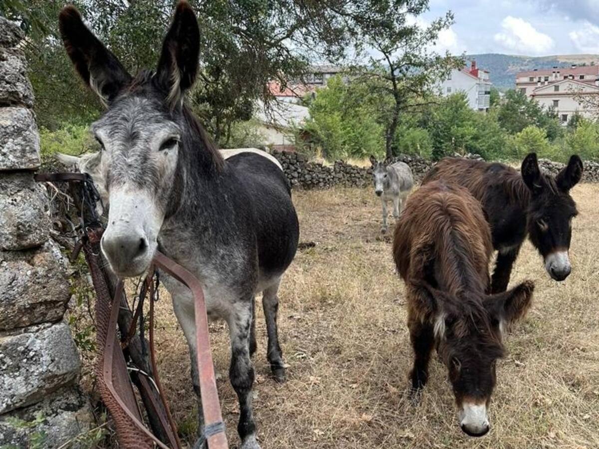 Vecinos de Leioa impulsan prohibir las Asto Probak con 3.100 firmas: la iniciativa llegará al pleno municipal