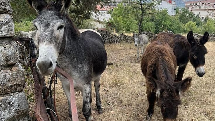Ruben Belandia. Leioa contra el maltrato animal