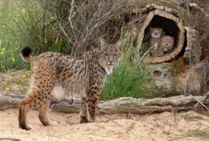 Una hembra de lince ibérico con sus crías en Doñana