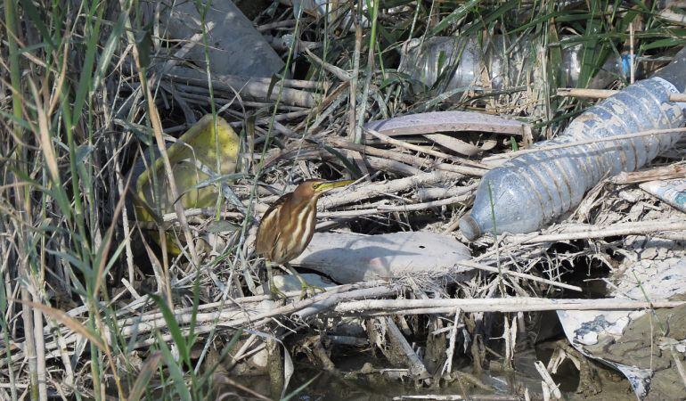 Ave acuatica en la desembocadura del Río Segura