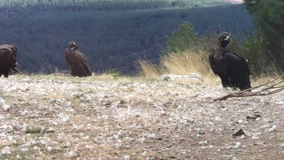 El muladar está ubicado en un punto estratégico para la observación de las aves