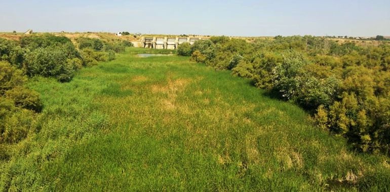 Embalse de Castrejón, en La Puebla de Montalbán, con el lecho tomado por vegetación, y sin agua circulante.