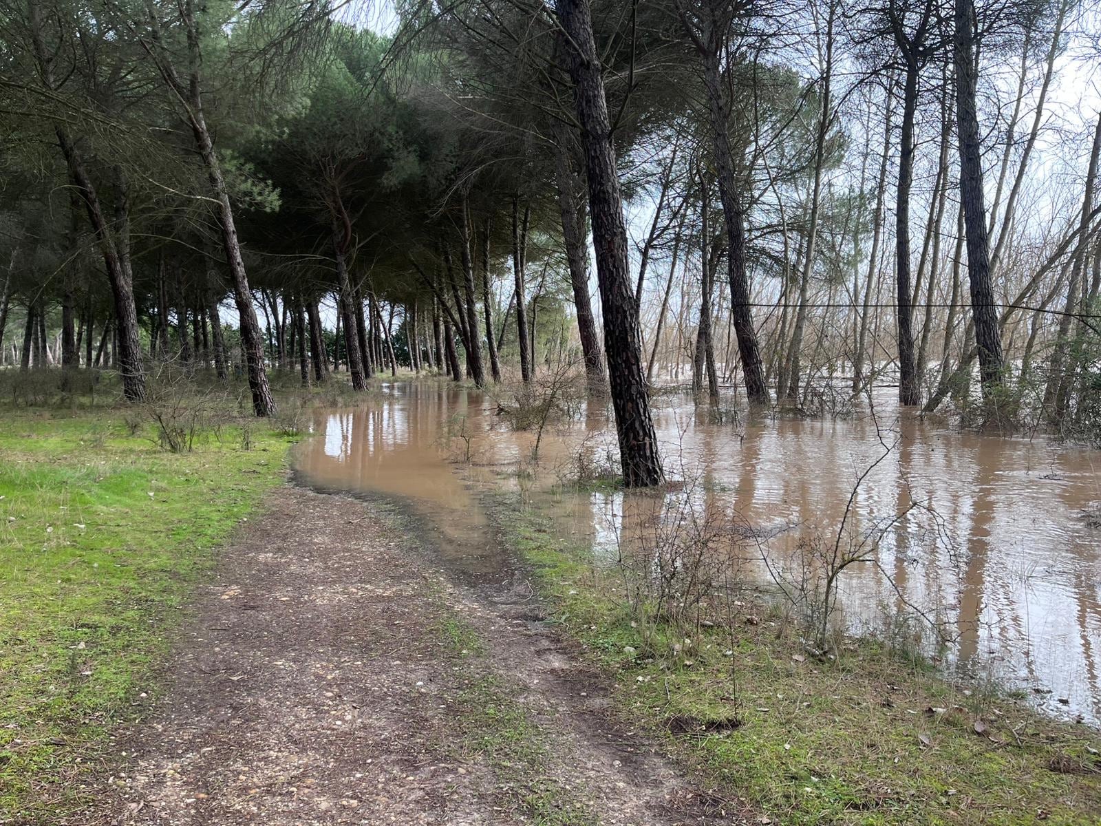El Duero ocupa caminos en el pinar próximo a la urbanización de Entrepinos cerca de Simancas