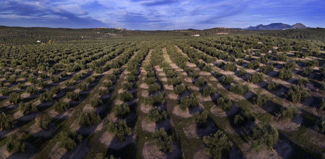 El olivar ofrece un paisaje característico, original e incluso mágico a la provincia de Jaén