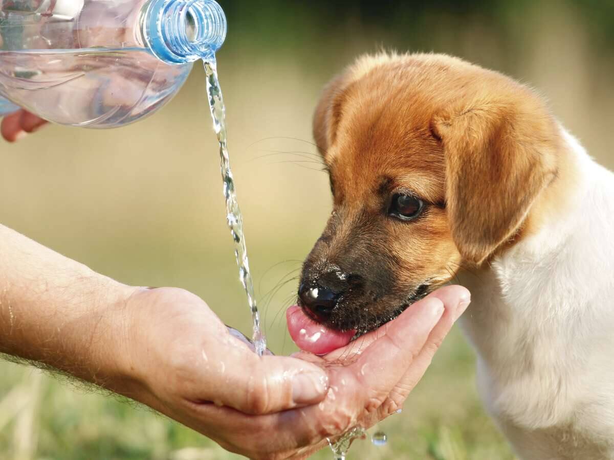 'Pep y Punto' y 'El hombre más sexy de la part forana', con Pep Noguera