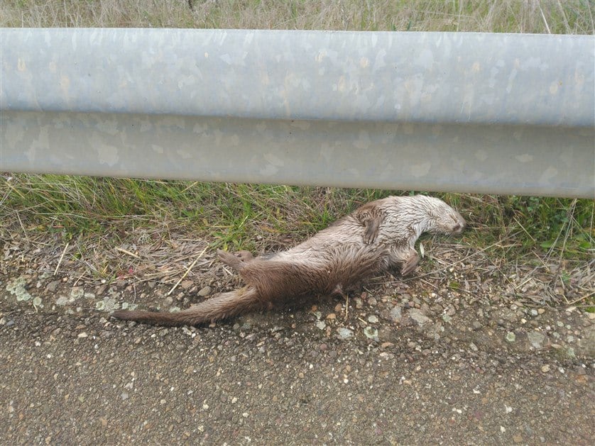 Nutria adulta atropellada