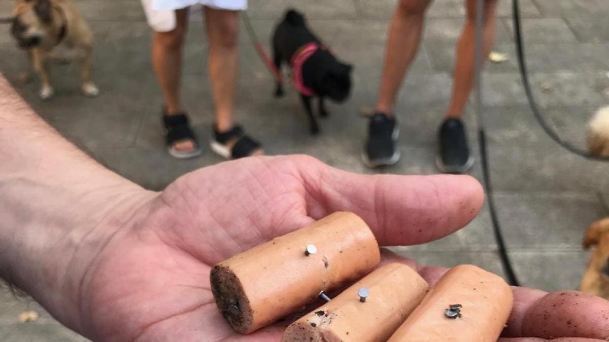 Animalistas denuncian casos graves de sadismo animal en Galicia