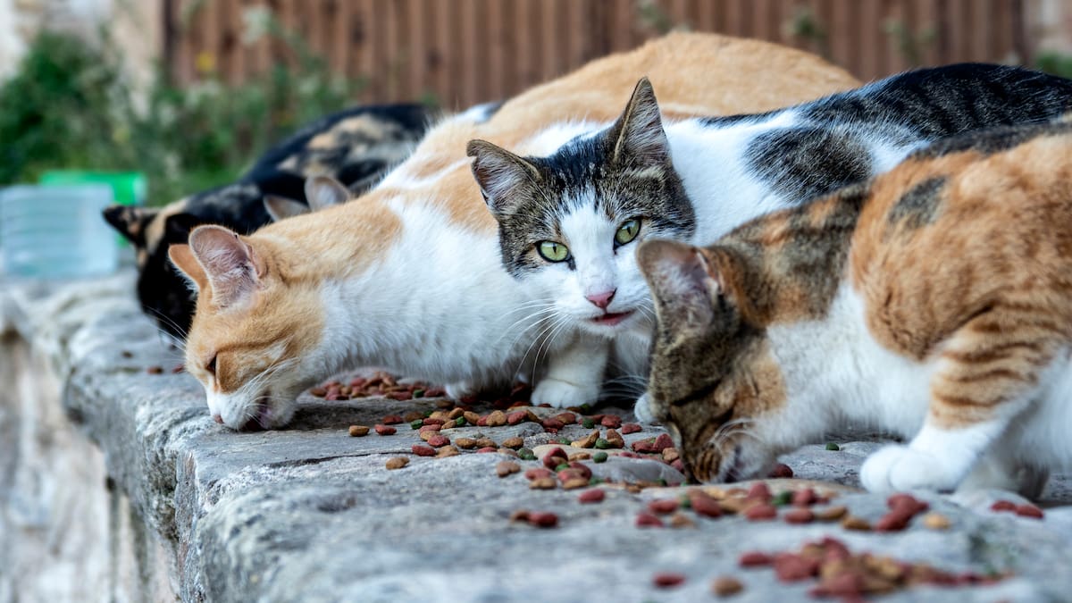 Marcos Sanchis sobre las colonias felinas