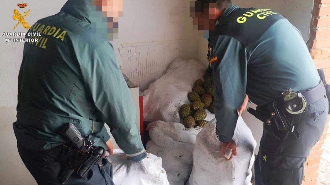 Tres personas detenidas por robo de piñas