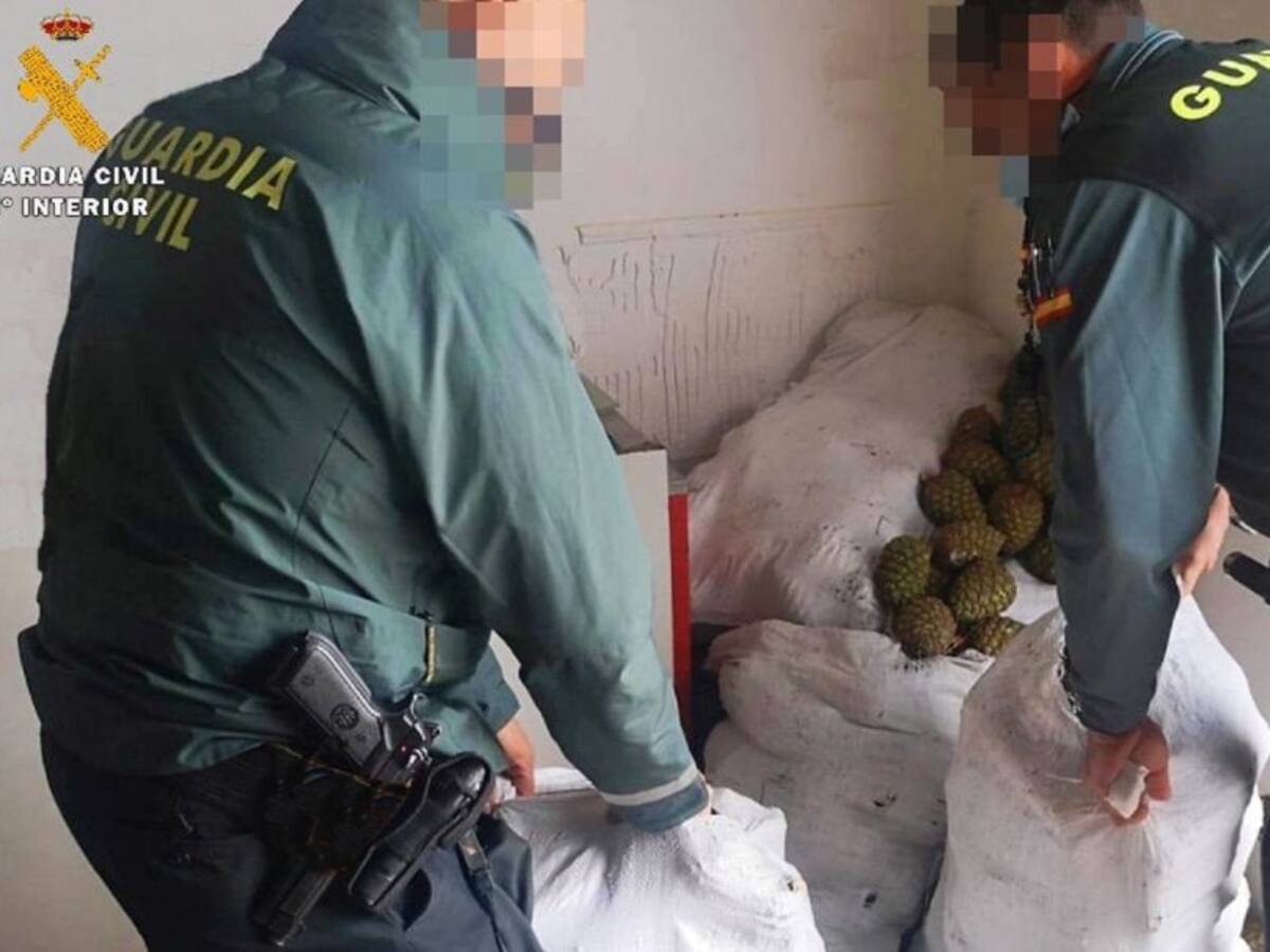 La Guardia Civil detiene a tres personas por robar 525 kilos de piña piñonera