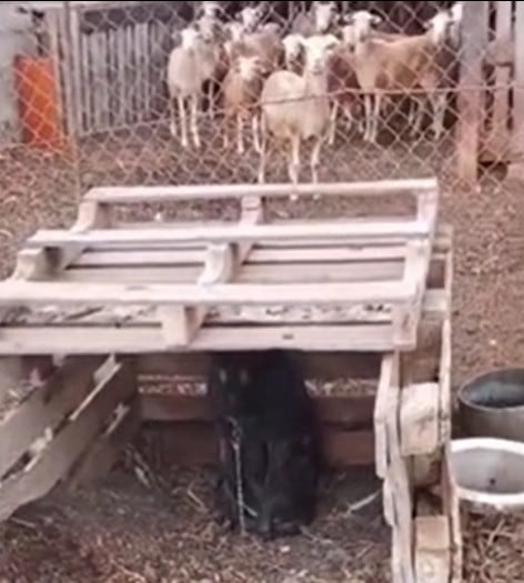 Granja denunciada por ADEMAL en Lanzarote.