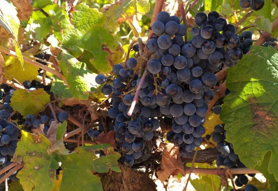 La mayoría son de uva tempranillo, pero también tienen otro tipo de variedades como Chardonnay, Sauvignon Blanc, Syrah, Garnacha o Petit Verdot